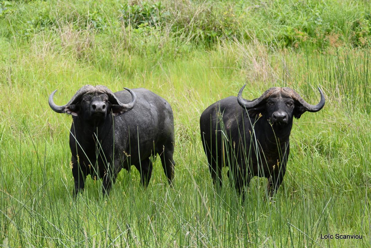 Buffle du Cap/Cape Buffalo (3)