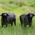 Buffle du Cap/Cape Buffalo (3)