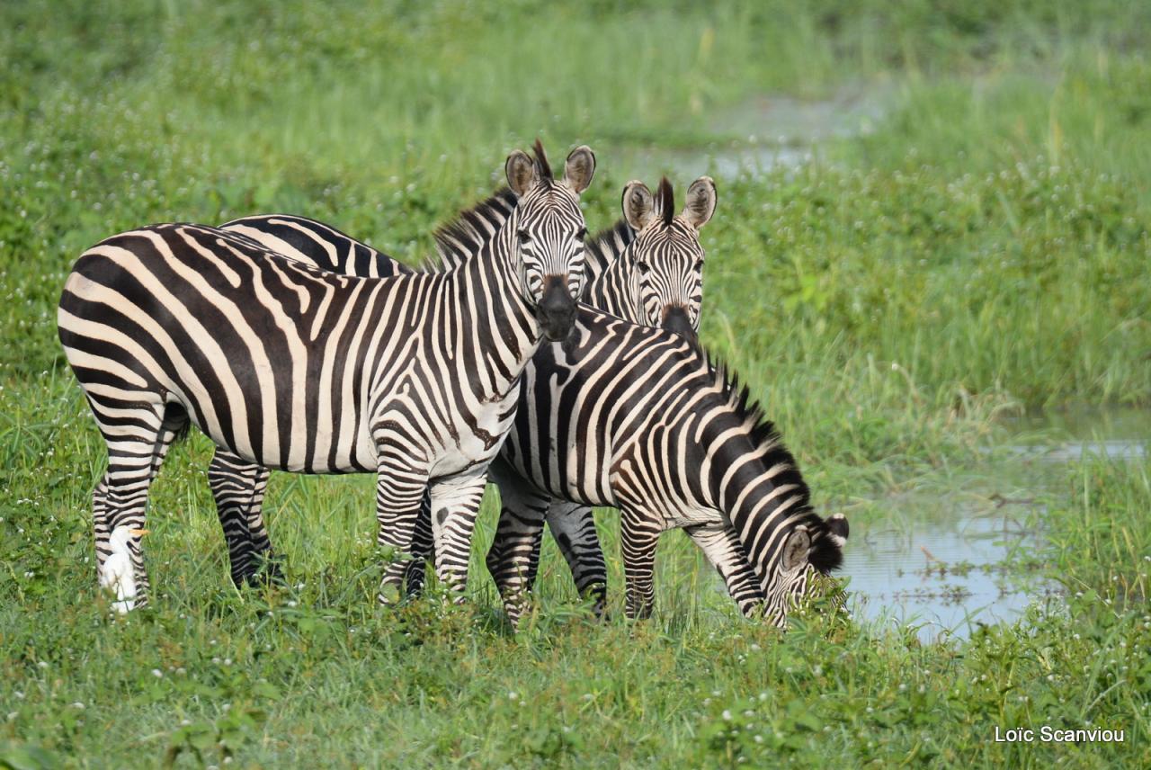 Zèbre/Zebra (1)