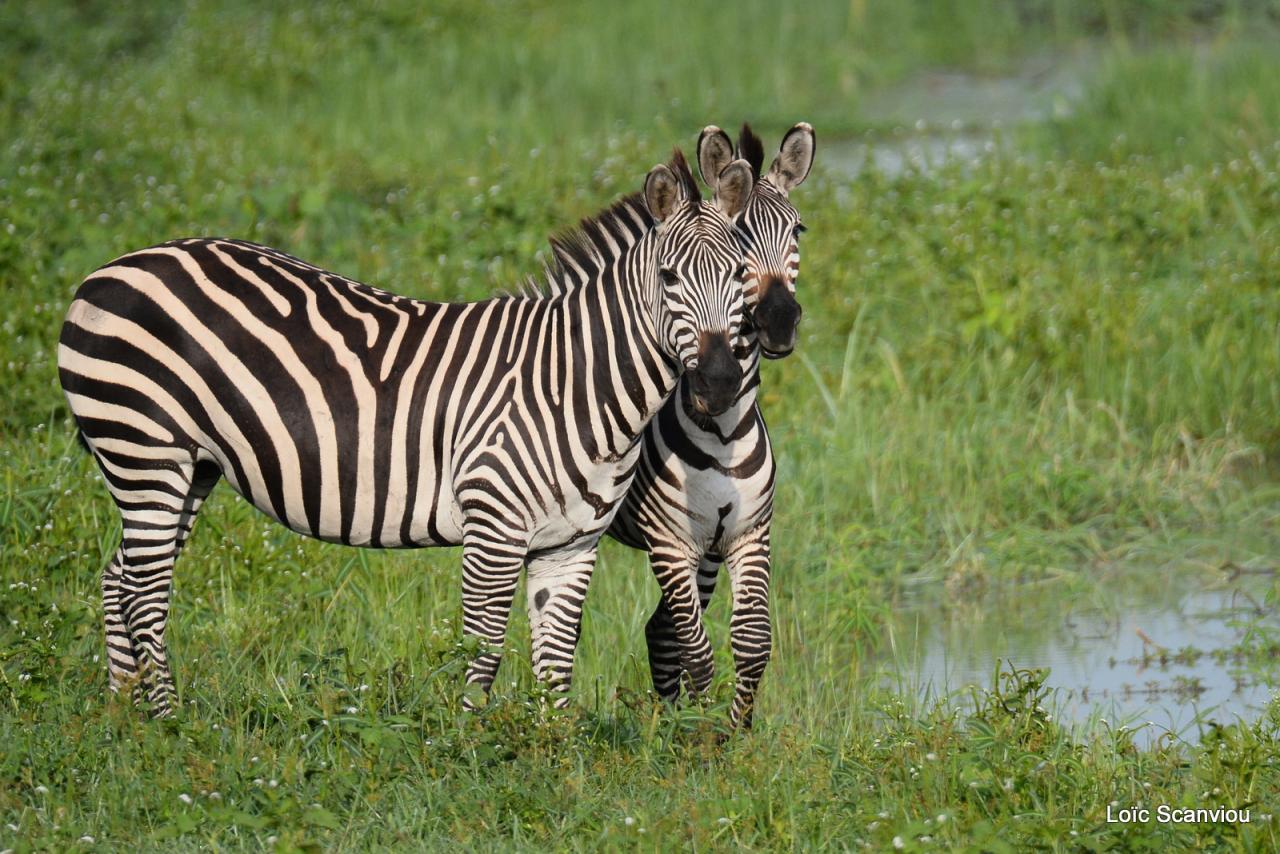 Zèbre/Zebra (2)