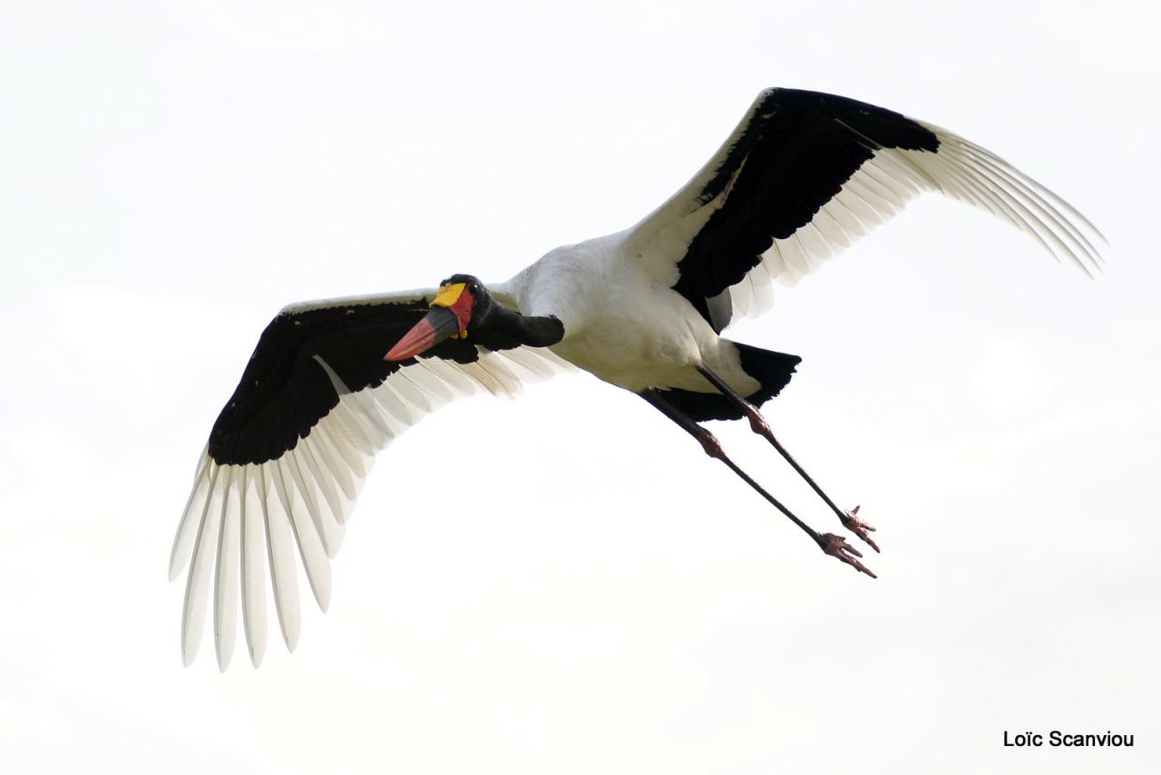 Jabiru d'Afrique/Saddle-billed Stork (1)