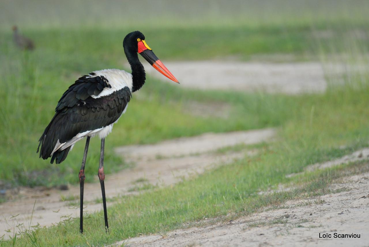 Jabiru d'Afrique/Saddle-billed Stork (2)