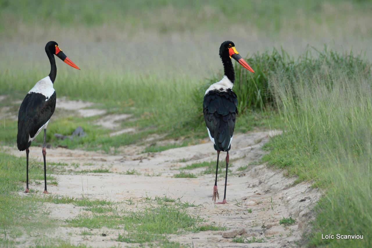 Jabiru d'Afrique/Saddle-billed Stork (3)