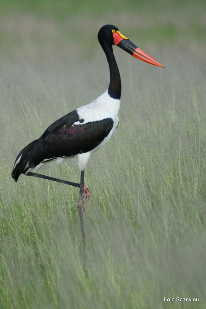 Jabiru d'Afrique/Saddle-billed Stork (4)