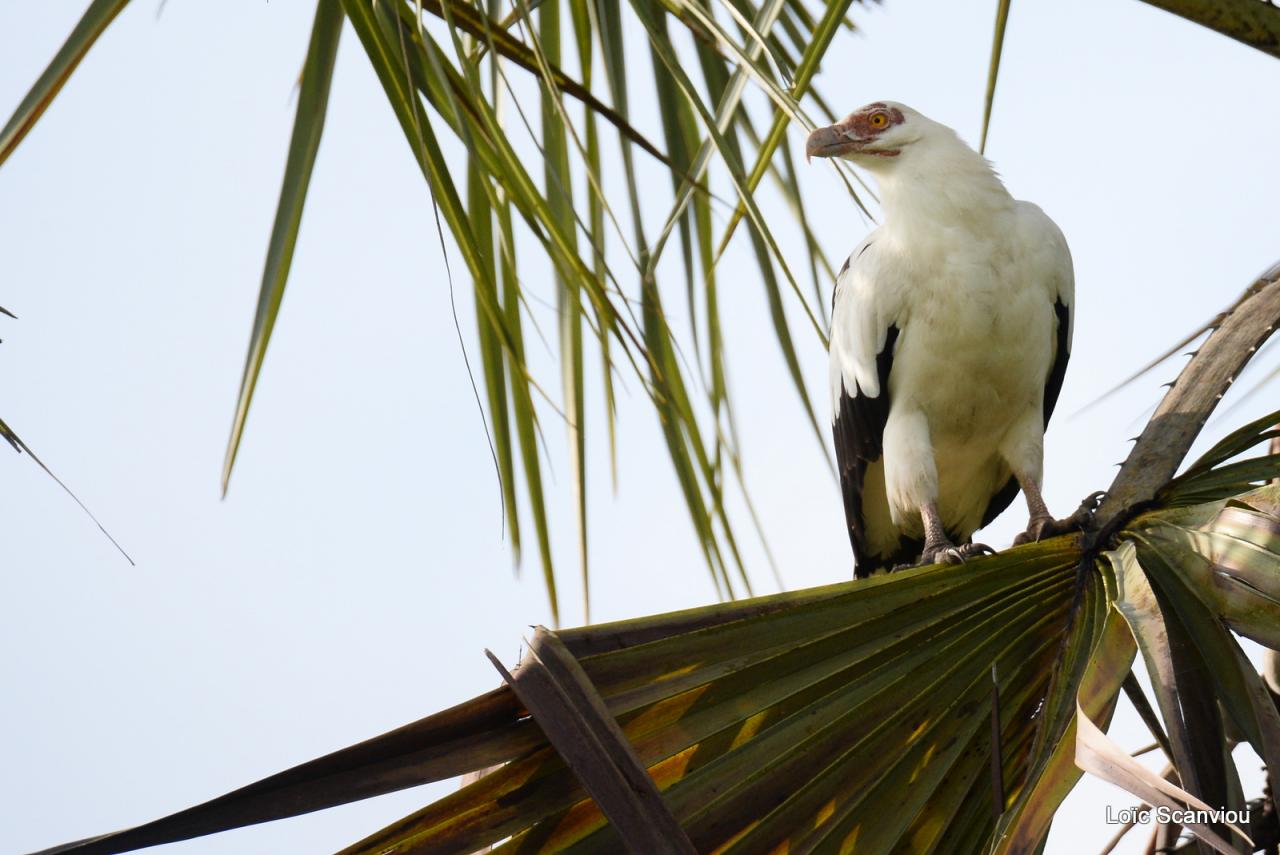 Palmiste africain/Palm Nut Vulture (7)