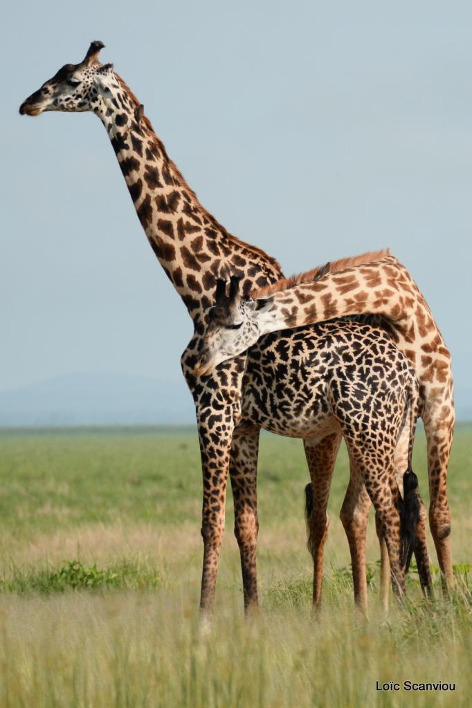 Girafe/Giraffe (2)