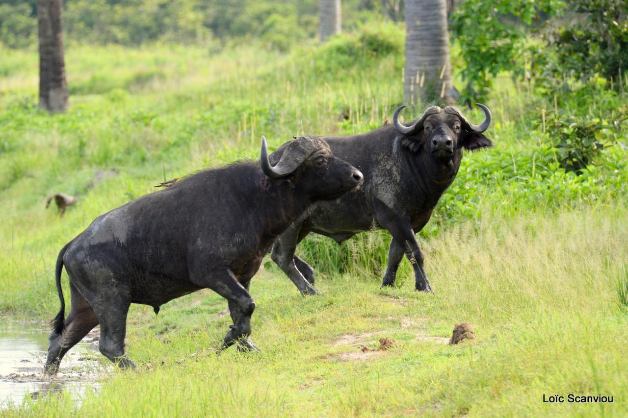 Buffle du Cap/Cape Buffalo (5)