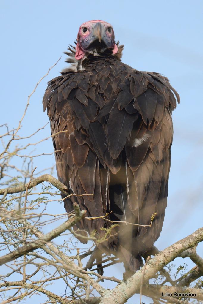Vautour oricou/Lappet-faced Vulture (2)