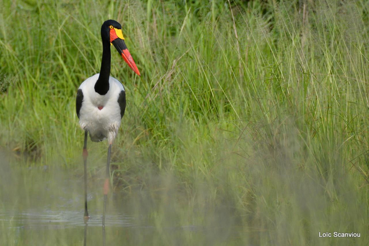 Jabiru d'Afrique/Saddle-billed Stork (5)