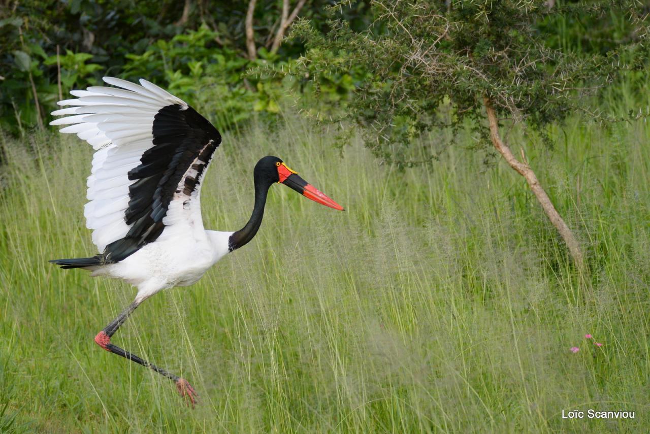 Jabiru d'Afrique/Saddle-billed Stork (6)