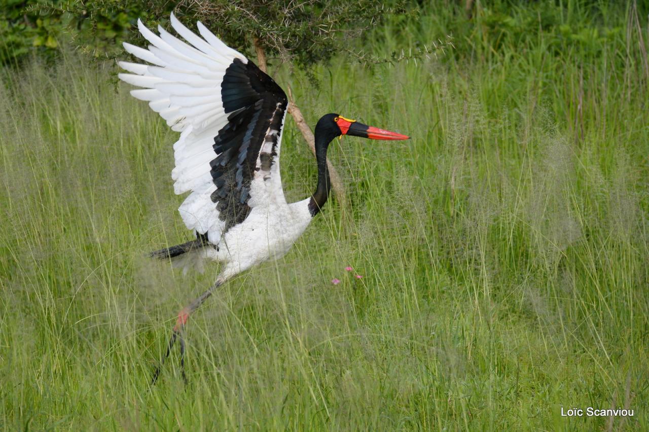 Jabiru d'Afrique/Saddle-billed Stork (7)
