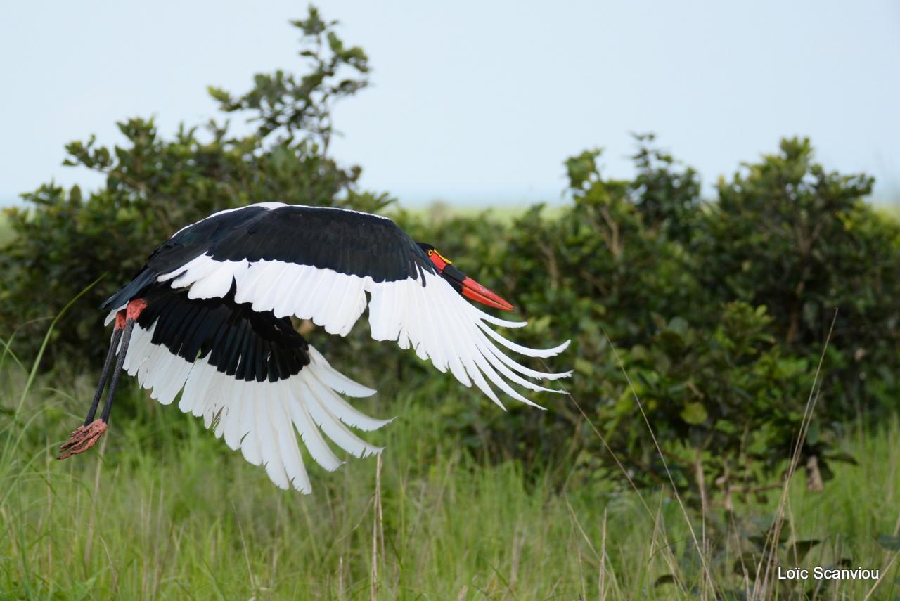 Jabiru d'Afrique/Saddle-billed Stork (8)