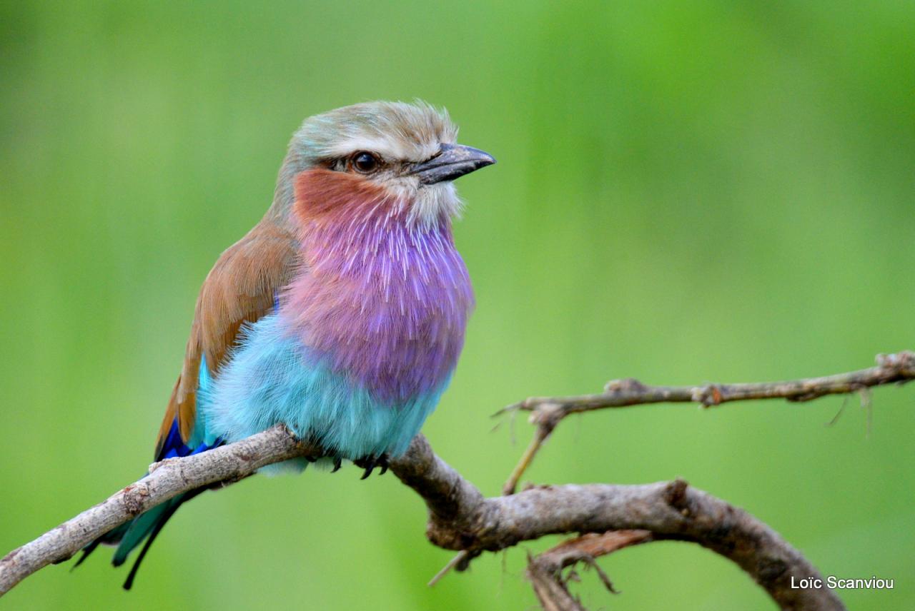 Rollier à longs brins/Lilac-breasted Roller (2)