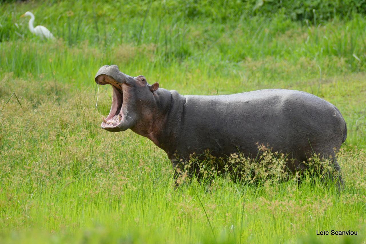 Hippopotame/Hippopotamus (25)