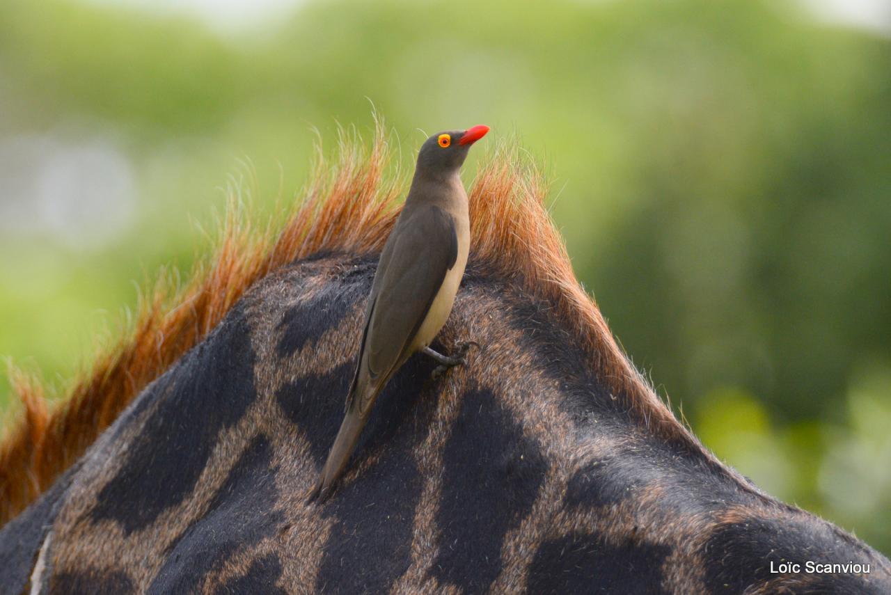 Piqueboeuf à bec rouge/Red-billed Oxpecker (1)