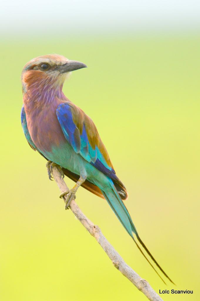 Rollier à longs brins/Lilac-breasted Roller (1)