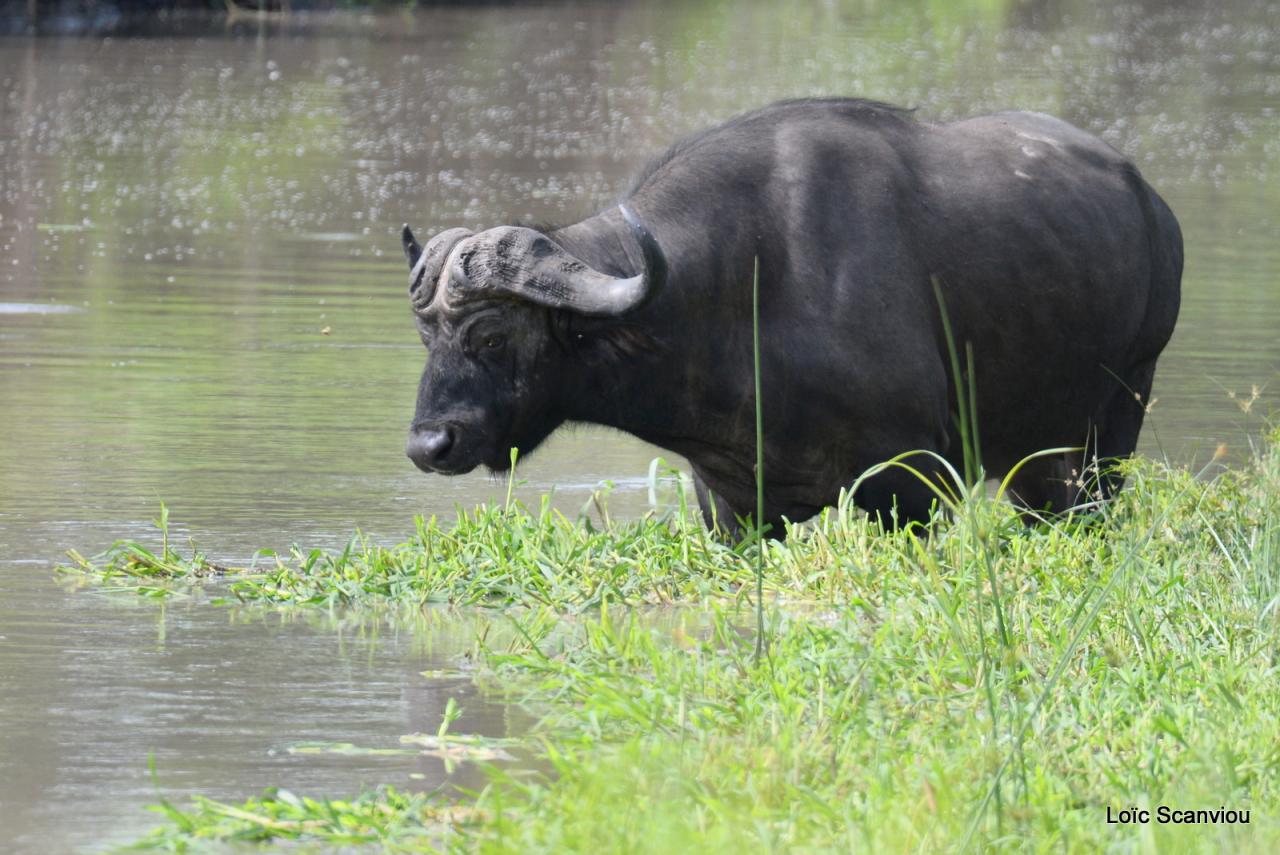 Buffle du Cap/Cape Buffalo( 6)