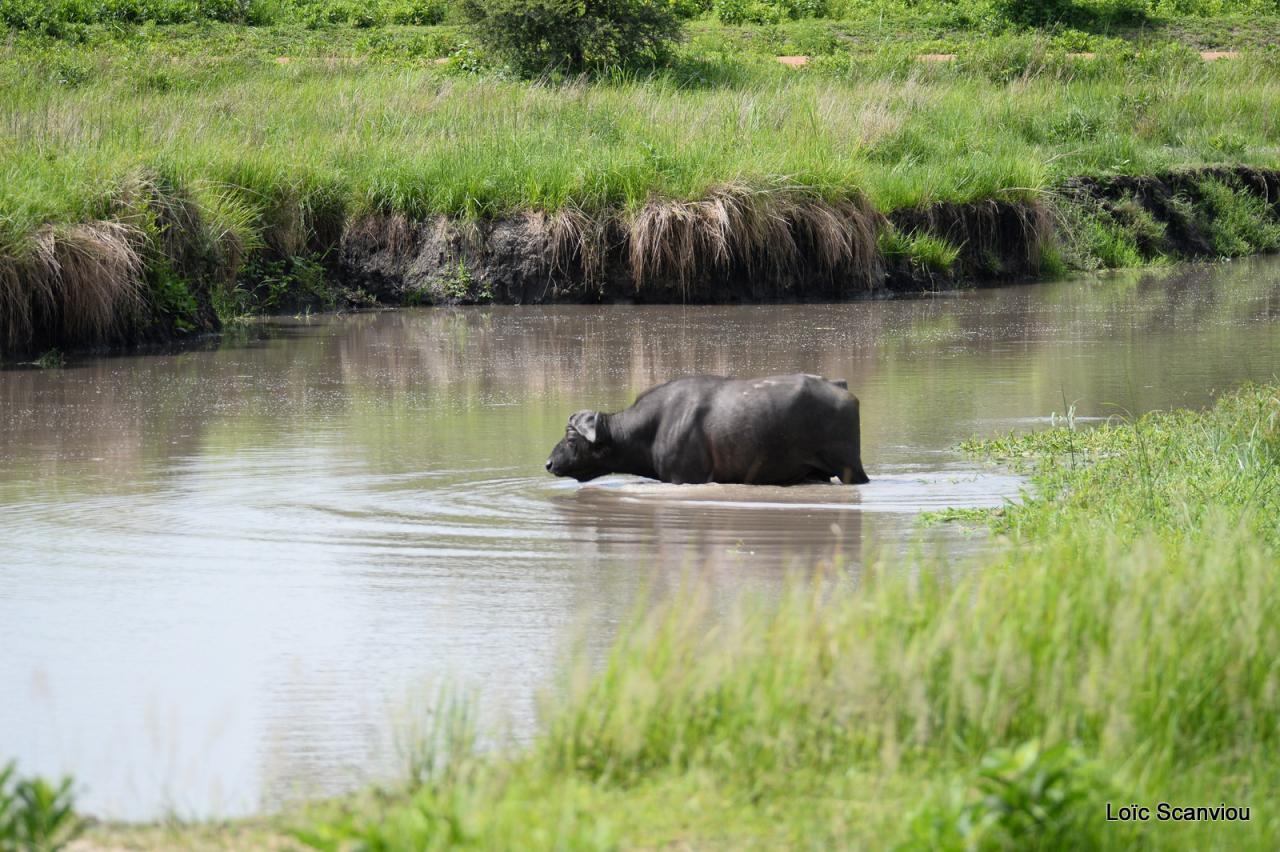 Buffle du Cap/Cape Buffalo (7)
