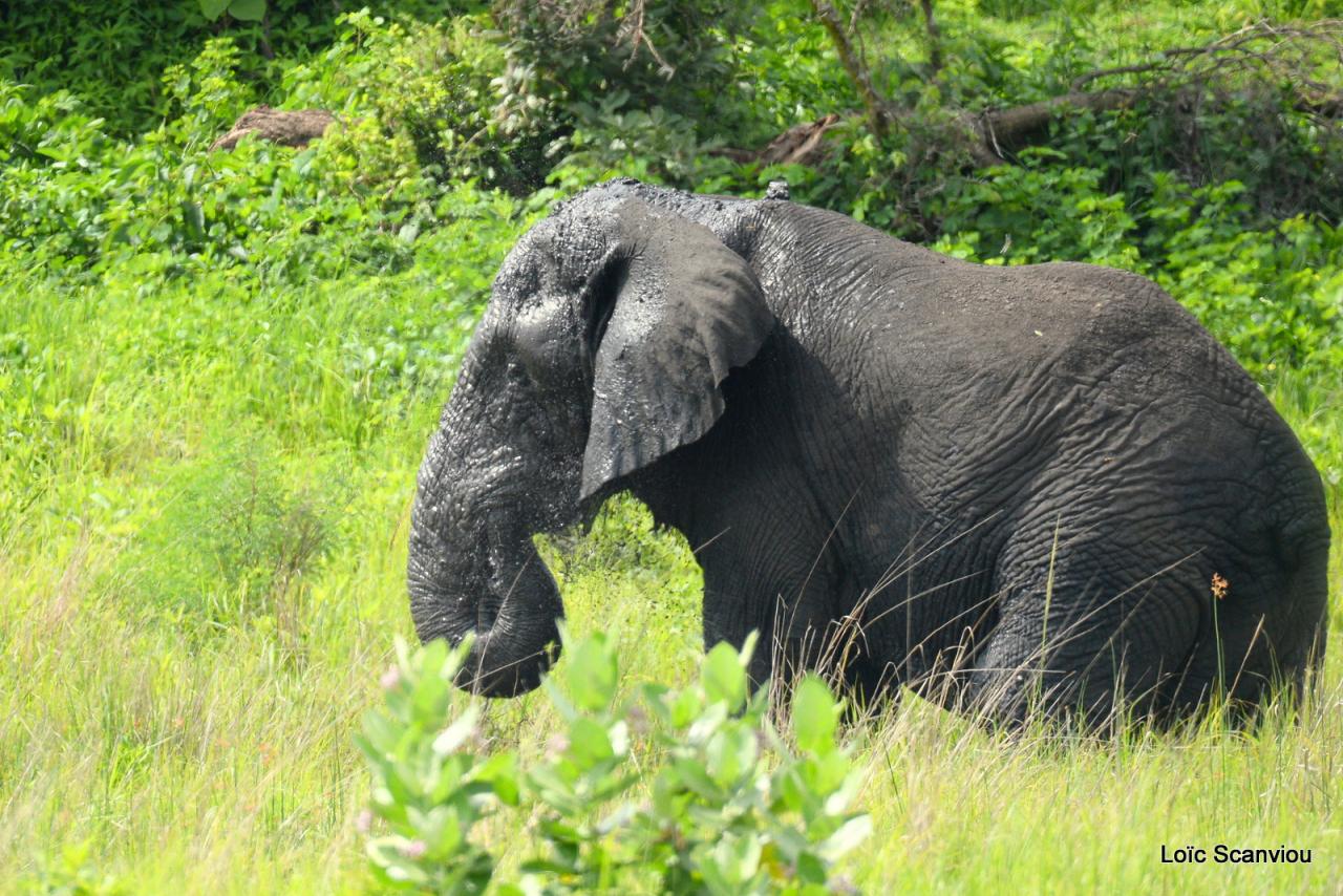 Eléphant (6)