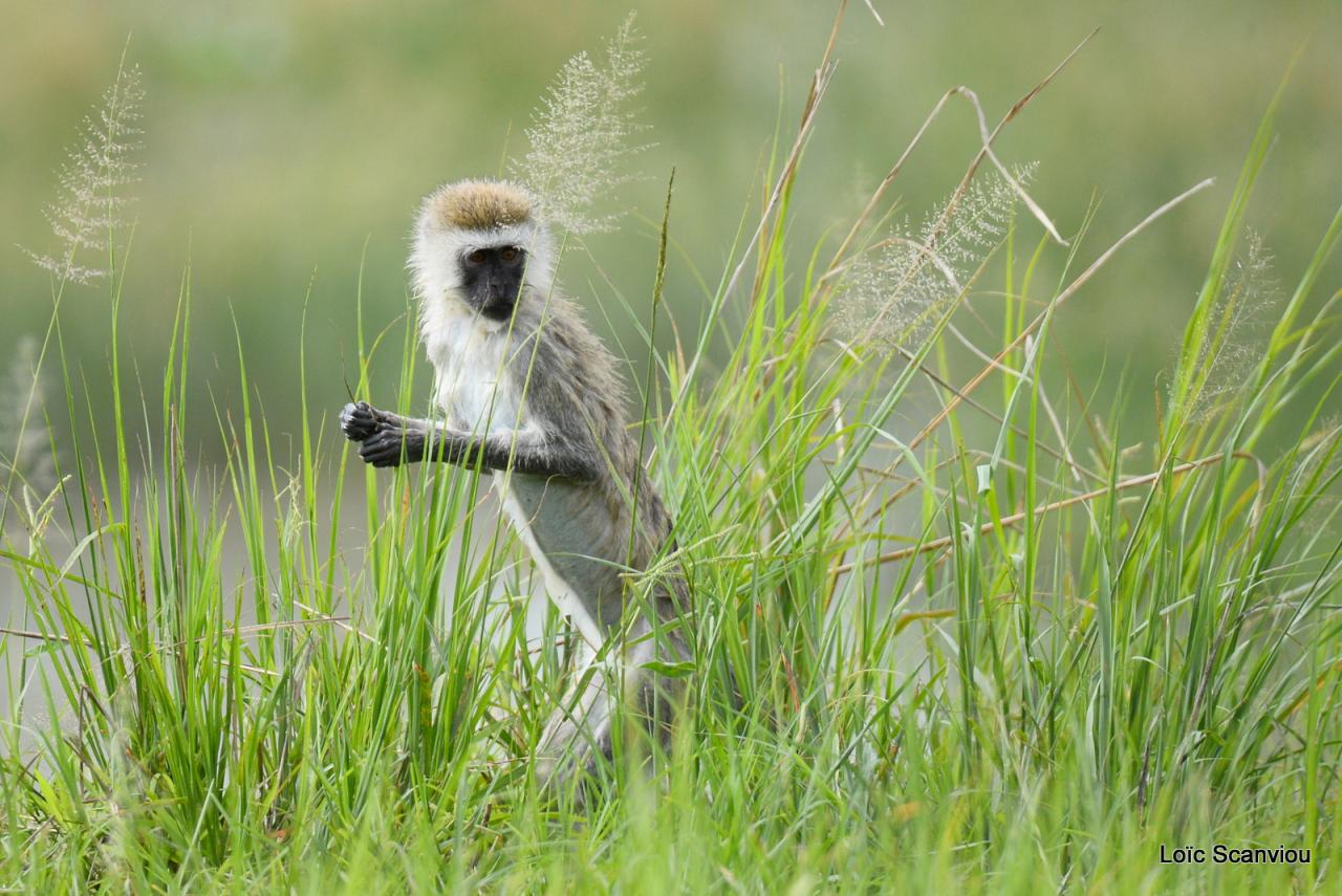 Vervet/Vervet Monkey (1)