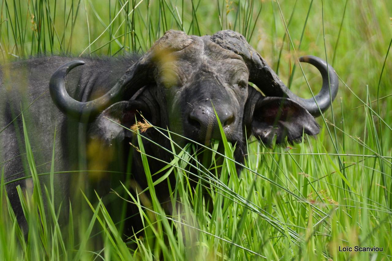 Buffle du Cap/Cape Buffalo (8