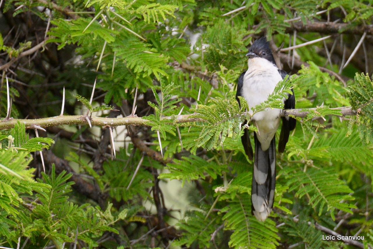 Coucou jacobin/Jacobin Cuckoo (1)