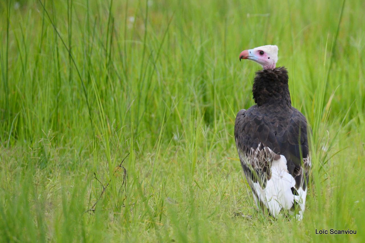 Vautour à tête blanche/White-headed Vulture (1)