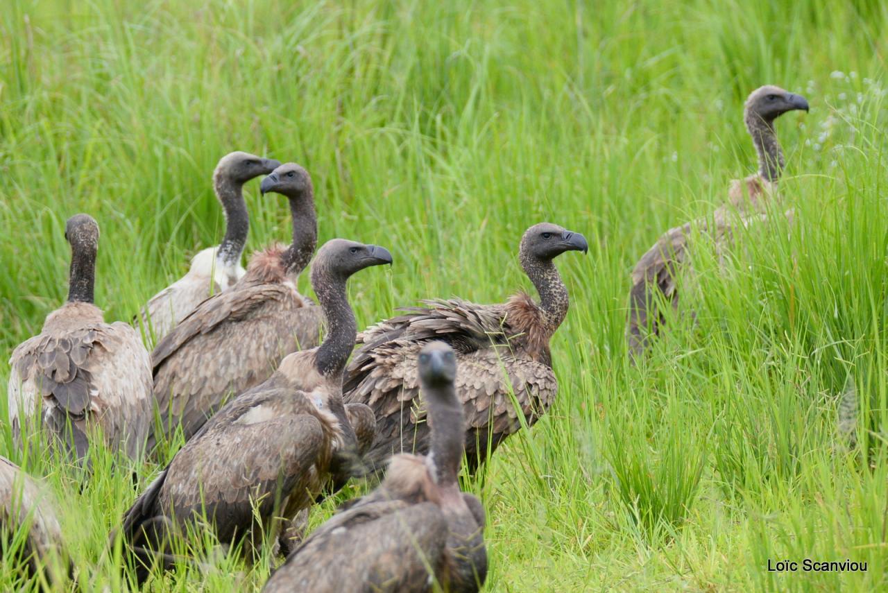 Vautours/Vultures (1)