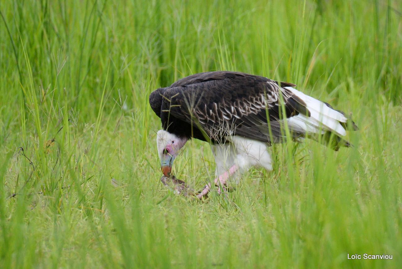 Vautour à tête blanche/White-headed Vulture (2)