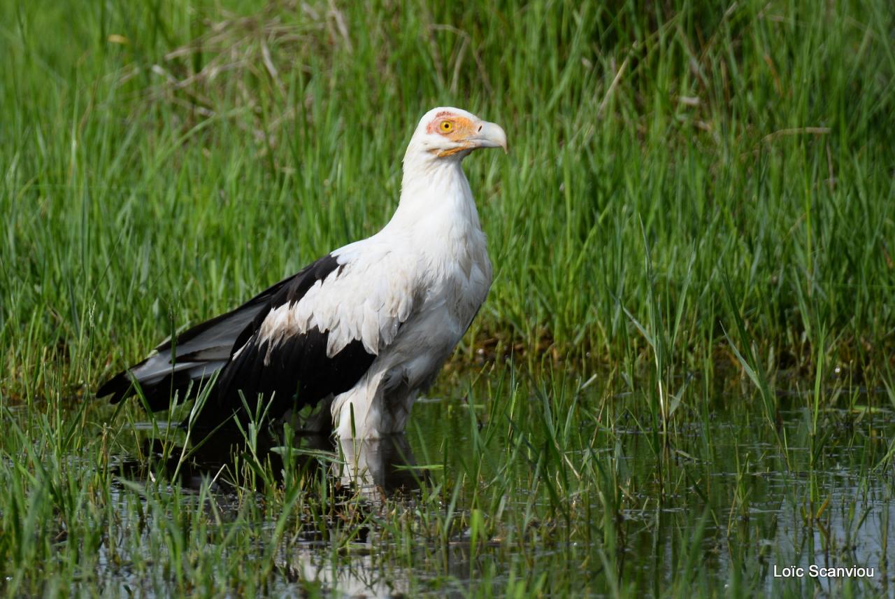 Palmiste africain/Palm Nut Vulture (1)