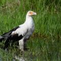 Palmiste africain/Palm Nut Vulture (1)