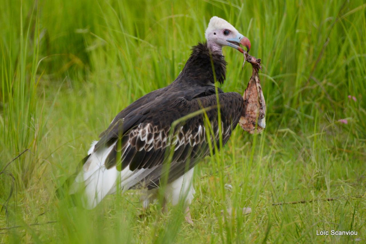 Vautour à tête blanche/White-headed Vulture (3)