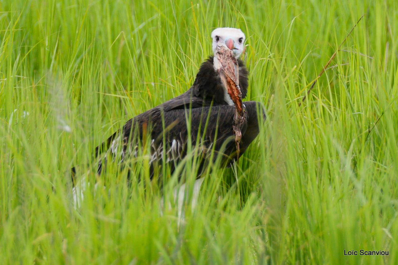Vautour à tête blanche/White-headed Vulture (4)