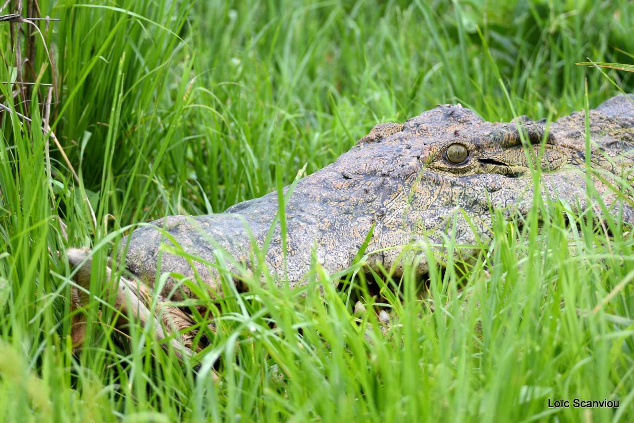 Repas de crocodile/Crocodile eating (1)