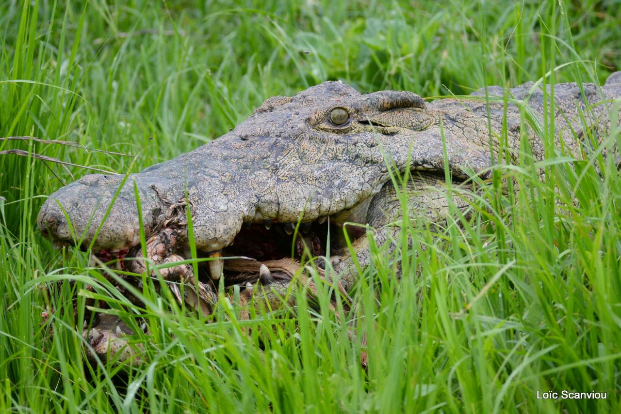 Repas de crocodile/Crocodile eating (2)