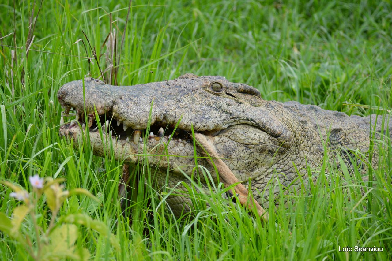 Repas de crocodile/Crocodile eating (3)