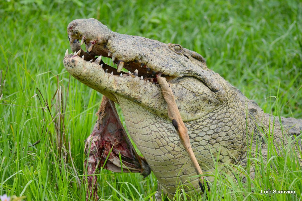 Repas de crocodile/Crocodile eating (4)