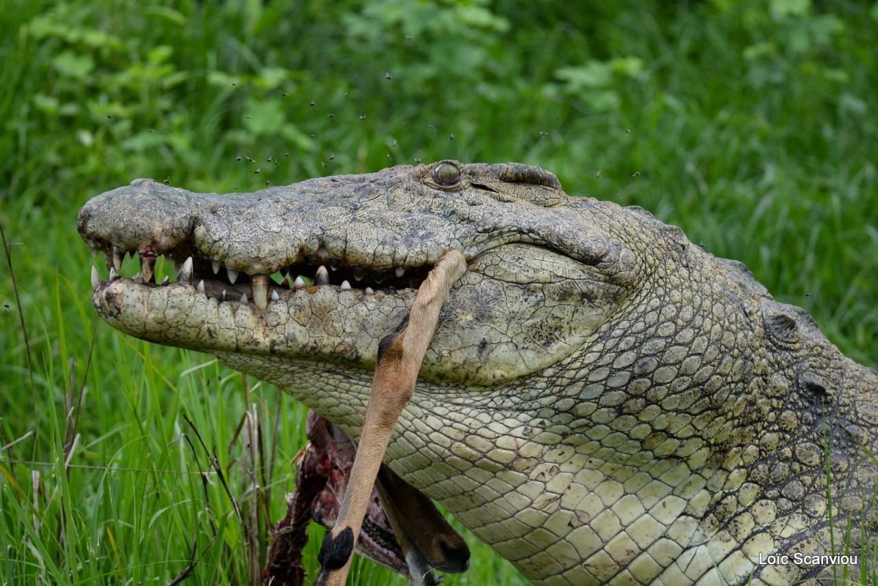 Repas de crocodile/Crocodile eating (5)