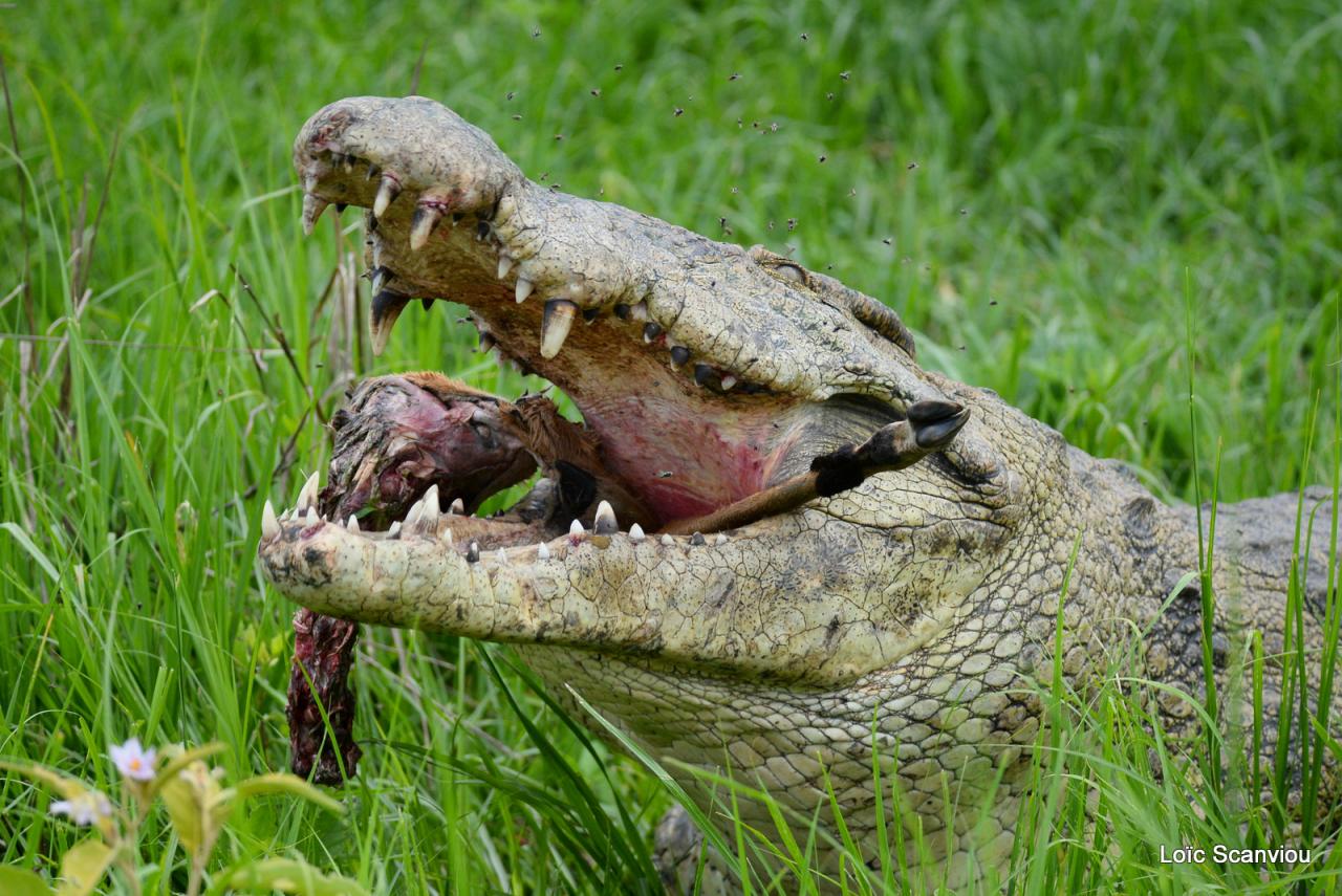 Repas de crocodile/Crocodile eating (6)