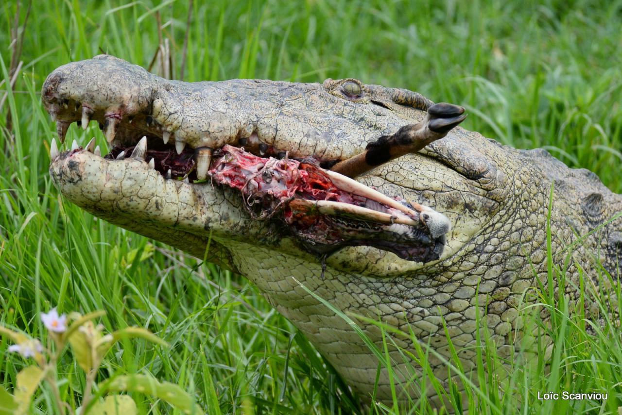 Repas de crocodile/Crocodile eating (8)