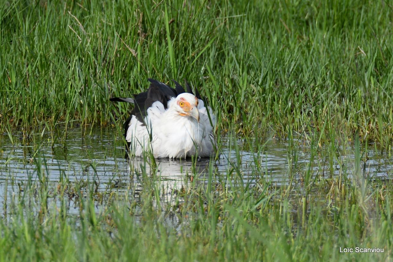 Palmiste africain/Palm Nut Vulture (2)