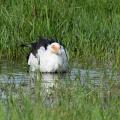 Palmiste africain/Palm Nut Vulture (2)