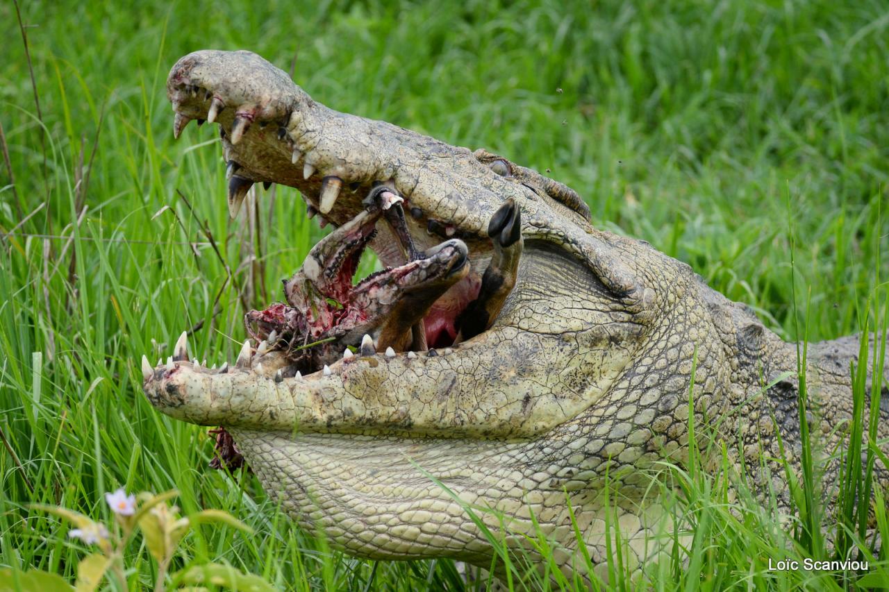 Repas de crocodile/Crocodile eating (9)