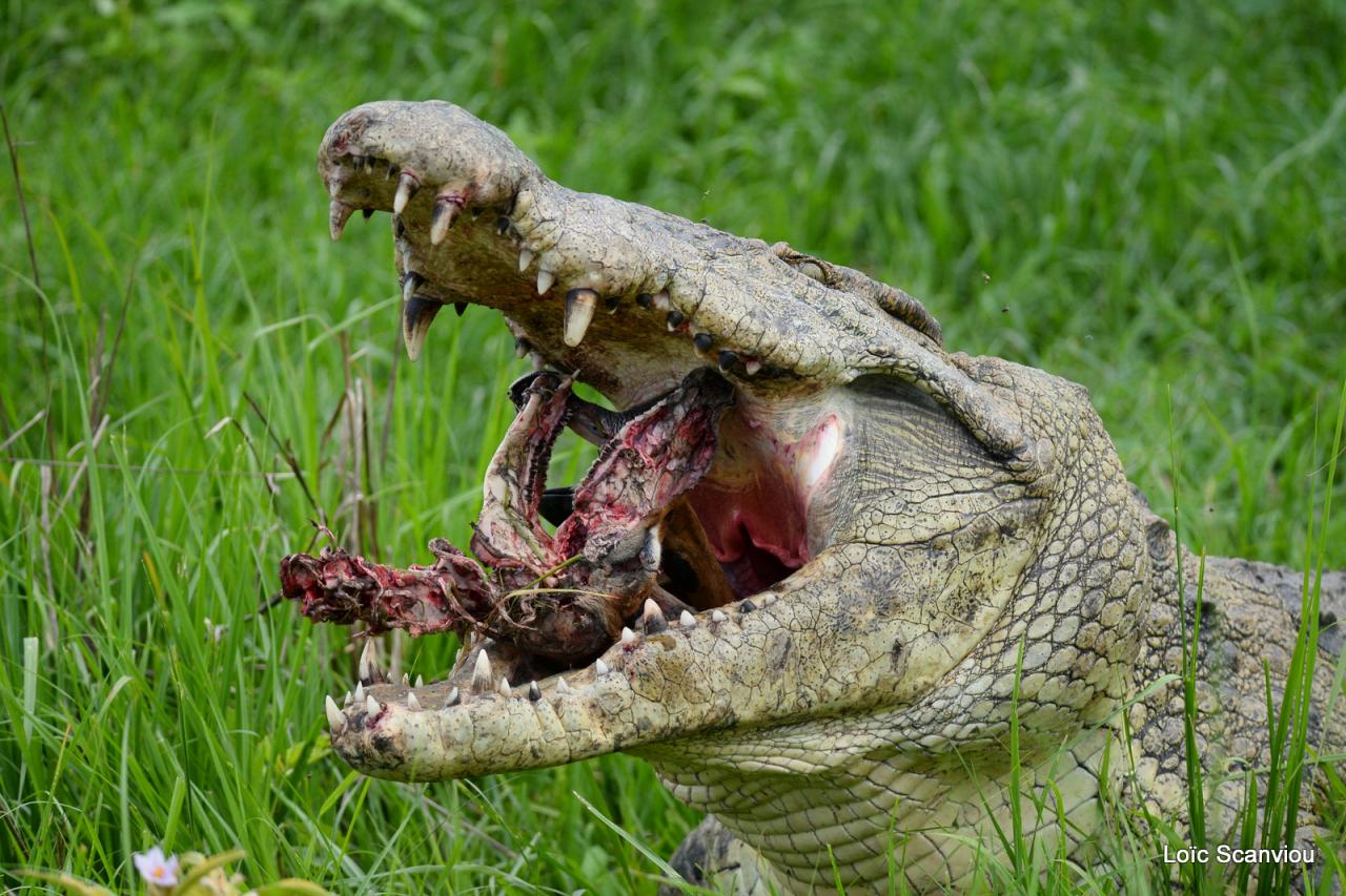 Repas de crocodile/Crocodile eating (10)