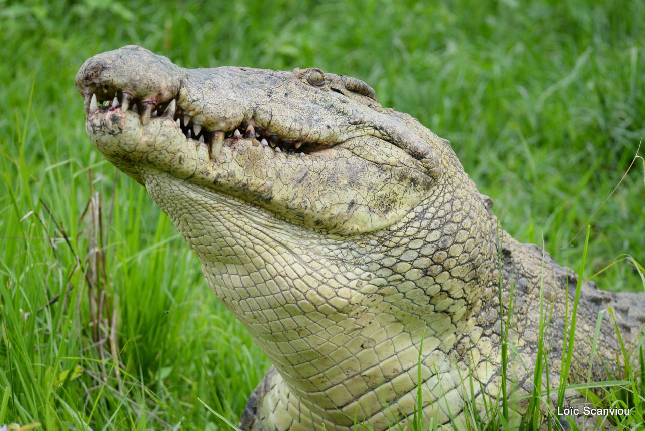 Repas de crocodile/Crocodile eating (11)