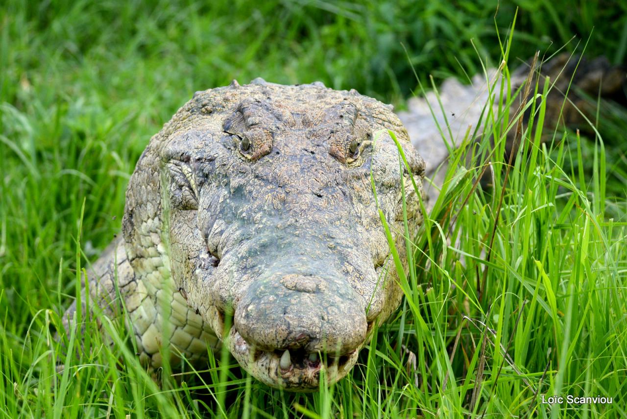 Repas de crocodile/Crocodile eating (12)