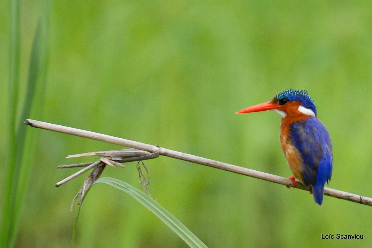 Martin-pêcheur huppé/Malachite Kingfisher (1)