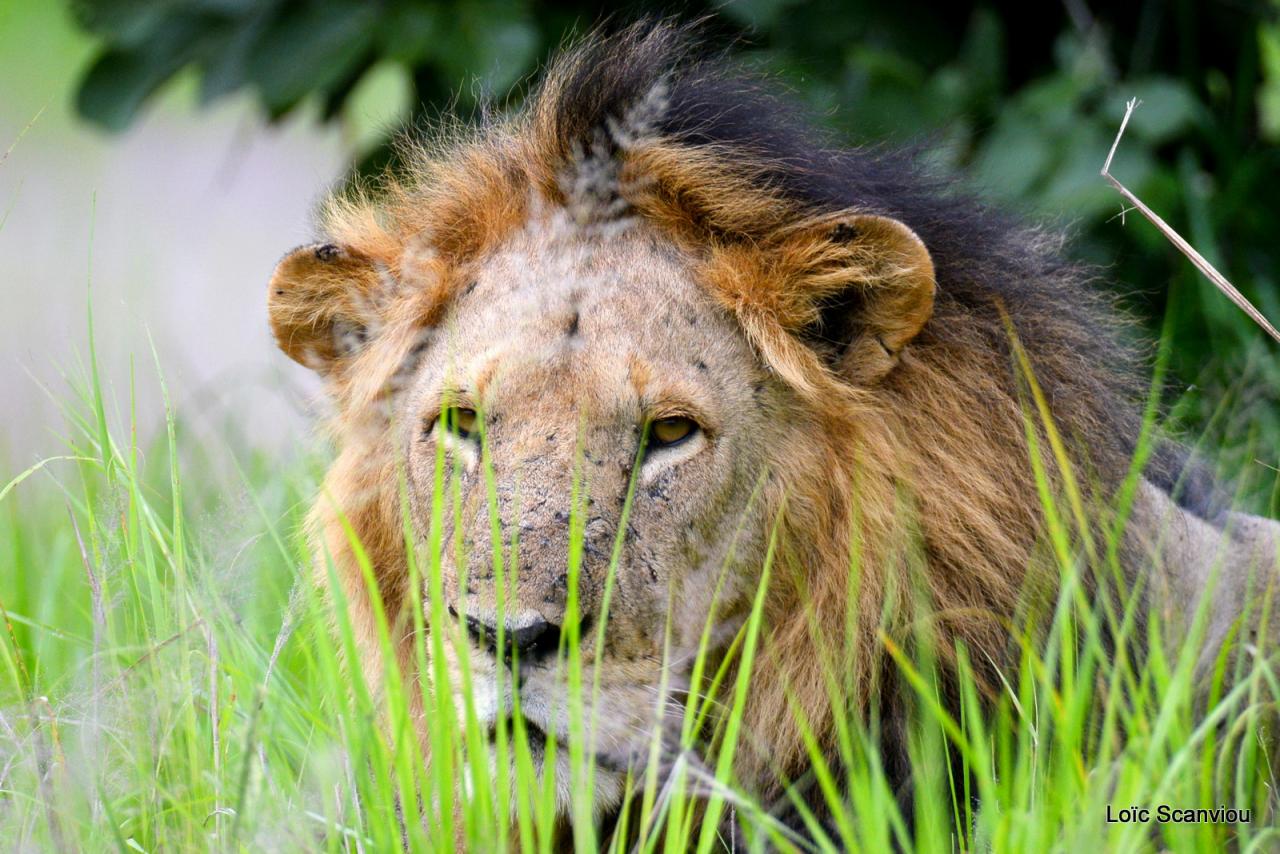 Lion (2)
