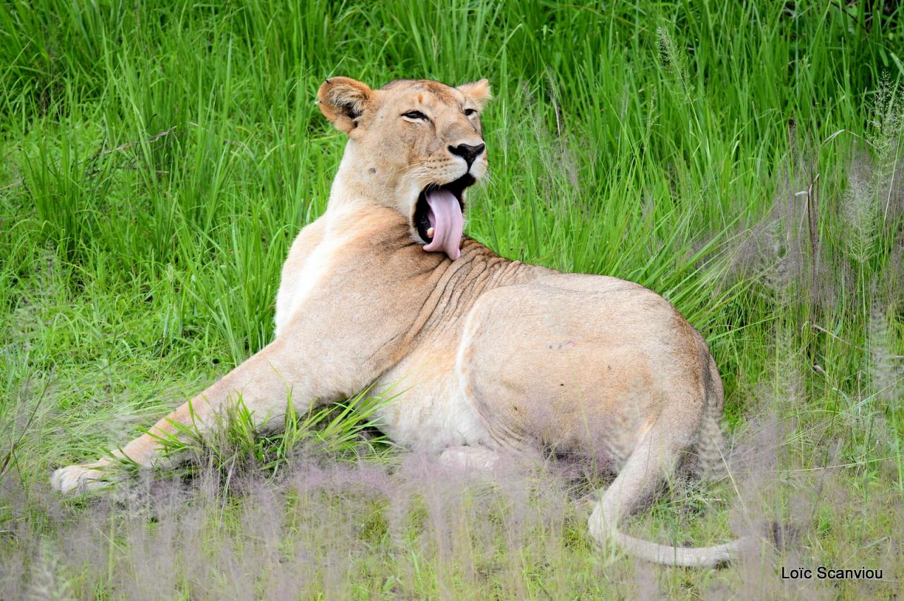 Lion (4)