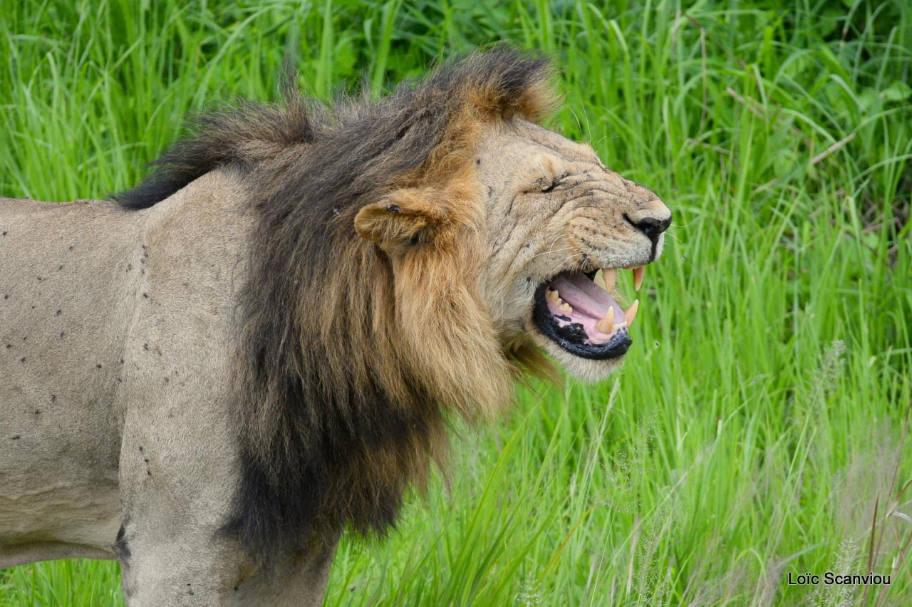 Lion (5)